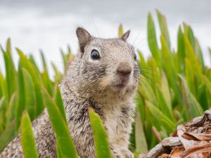 Read more about the article How to Keep Squirrels Away From Garden