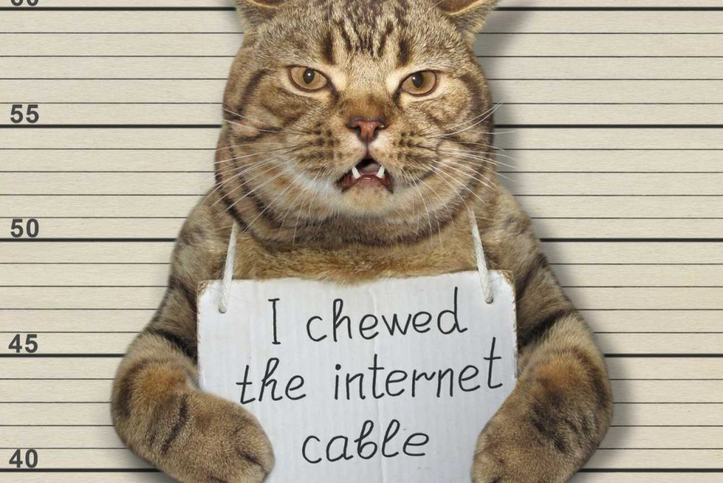 Cat telling that he chewed the cable