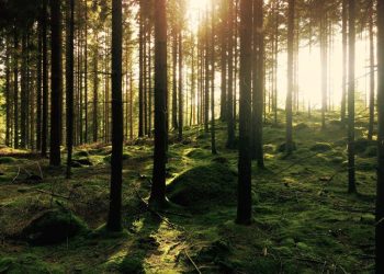7 Reasons Why Forests are Important  