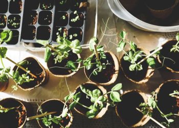 The Secrets to Effortless Gardening Tips for Aspiring Green Thumbs: Gardening 101
